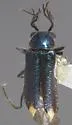 Malachius macer