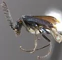 Malachius macer - photo 2