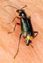 Malachius macer - photo 3