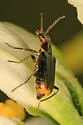 Malachius macer - photo 4