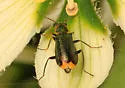 Malachius macer - photo 5