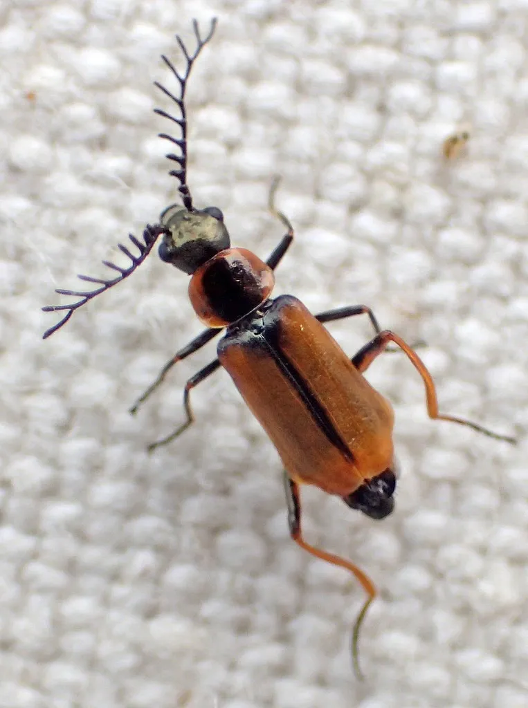 Malachius mirandus - photo 2