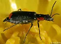 Malachius mixtus