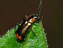 Malachius mixtus - photo 2