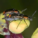 Malachius mixtus - photo 3