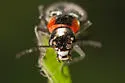 Malachius mixtus - photo 4