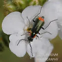 Malachius mixtus - photo 5