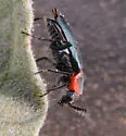 Malachius thevenetii