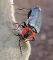 Malachius thevenetii - photo 2