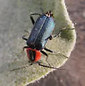Malachius thevenetii - photo 3