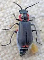 Malachius thevenetii - photo 4