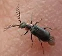 Malachius ulkei - photo 3