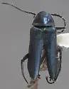 Malachius uniformis