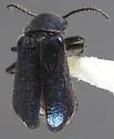 Malachius viridulus