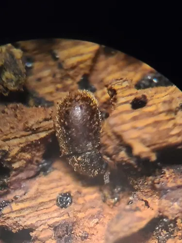Malacocis brevicollis