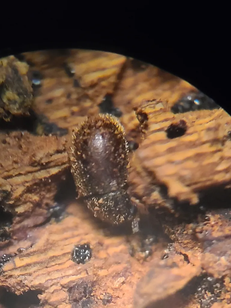Malacocis brevicollis - photo 2