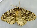 Whitelined Looper - Hodges#7435 - photo 2