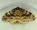 Whitelined Looper - Hodges#7435 - photo 3