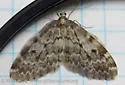 Whitelined Looper - Hodges#7435 - photo 4