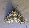 Whitelined Looper - Hodges#7435 - photo 5
