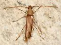 Malacopterus tenellus - Malacopterus tenellus