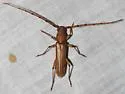 Malacopterus tenellus - photo 2