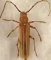 Malacopterus tenellus - photo 3
