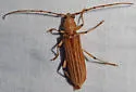 Malacopterus tenellus - photo 4