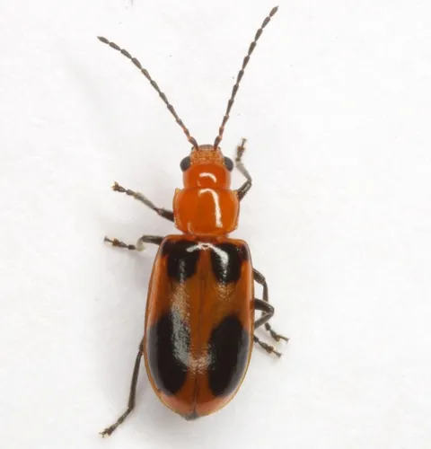 Malacorhinus acaciae - Malacorhinus acaciae