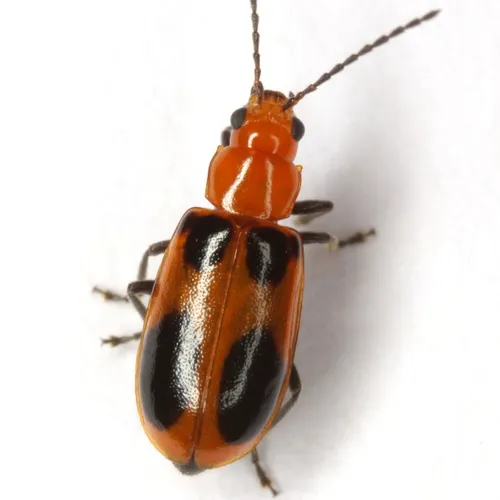 Malacorhinus acaciae - photo 2