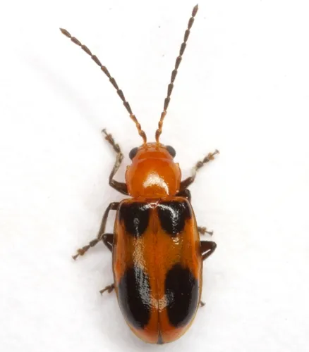 Malacorhinus acaciae - photo 3
