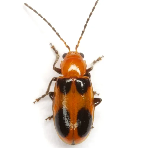 Malacorhinus acaciae - photo 4