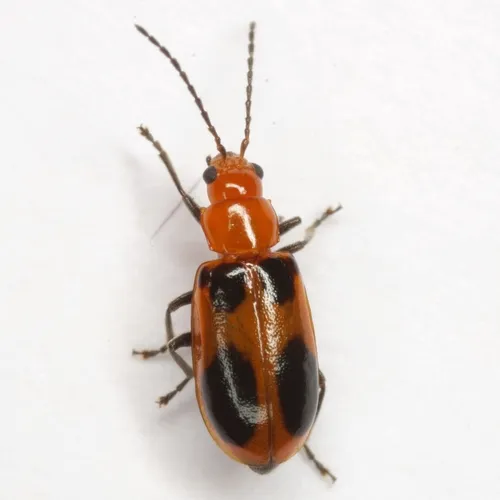 Malacorhinus acaciae - photo 6