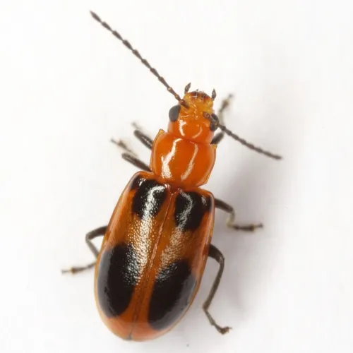 Malacorhinus acaciae - photo 7