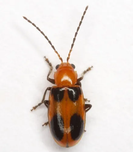 Malacorhinus acaciae - photo 8
