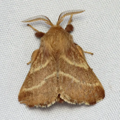Eastern Tent Caterpillar Moth