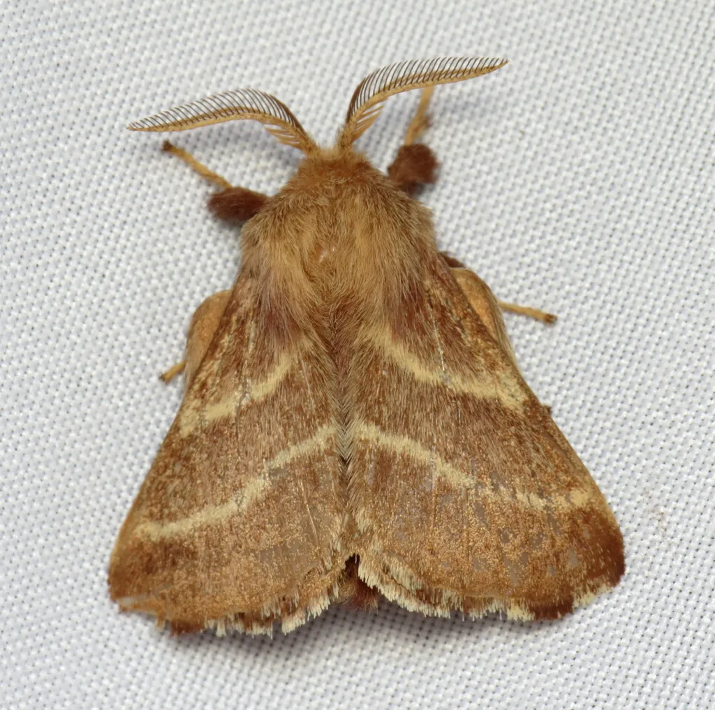 Eastern Tent Caterpillar Moth - photo 2