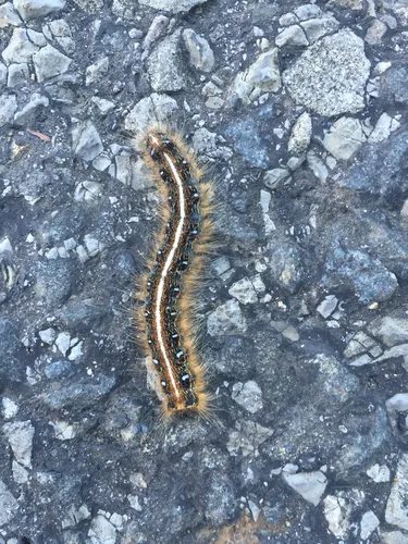 Eastern Tent Caterpillar Moth - photo 4