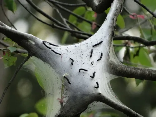 Eastern Tent Caterpillar Moth - photo 5