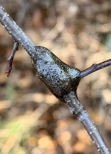 Eastern Tent Caterpillar Moth - photo 6