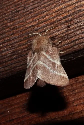 Eastern Tent Caterpillar Moth - photo 7