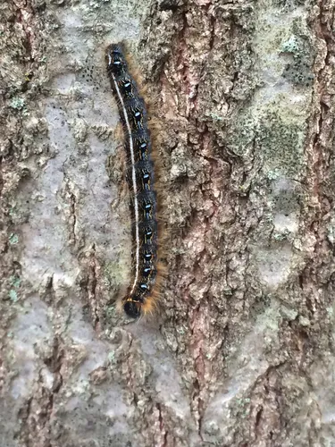 Eastern Tent Caterpillar Moth - photo 8