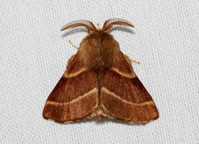 Western Tent Caterpillar Moth - photo 3