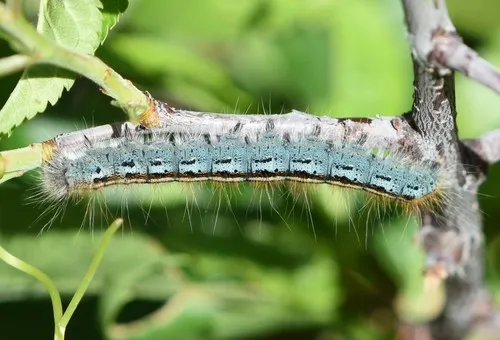 Western Tent Caterpillar Moth - photo 5