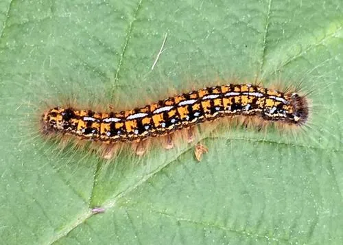 Western Tent Caterpillar Moth - photo 6