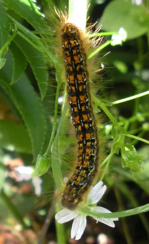 Western Tent Caterpillar Moth - photo 7