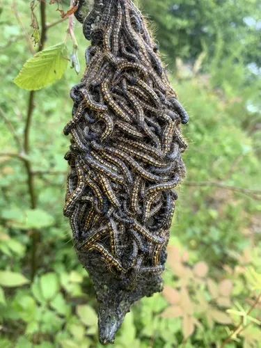 Western Tent Caterpillar Moth - photo 8