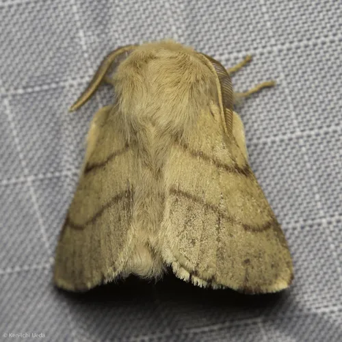 Pacific Tent Caterpillar
