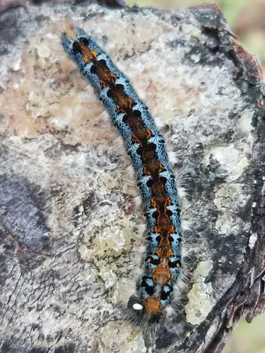 Pacific Tent Caterpillar - photo 3