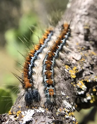 Pacific Tent Caterpillar - photo 4
